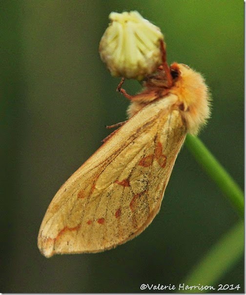 Ghost-Moth-female