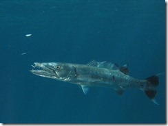 Chevron Barracuda