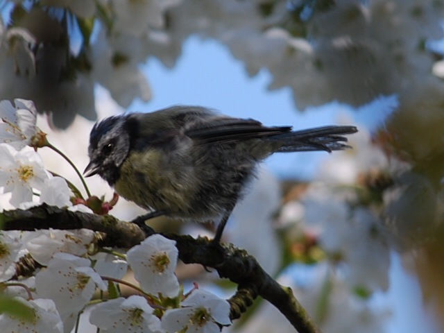 Baby blue tit on blossom