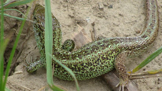 Lacerta agilis agilis male DSC59882