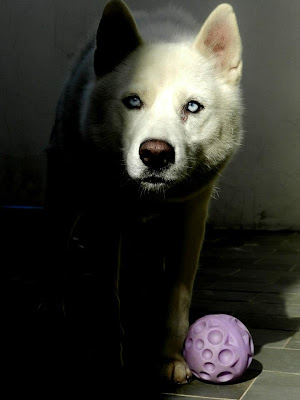 Husky branco - Husky White