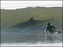 Ce spot pour surfeur est plutôt mal fréquenté. Non pas à réserver aux gourous de la planche, mais aux inconscients !