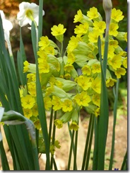 cowslips