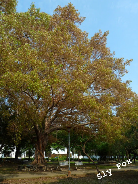 台南青年公園菩提樹