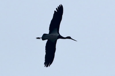 Black Stork -  winter visitor Rare