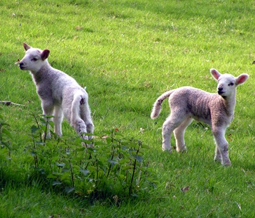 Lambs