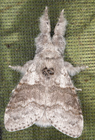 Pale Tussock, Calliteara pudibunda.  Sevenoaks Wildlife Reserve, 25 April 2017. 