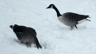 a gaggle of geeese moving through snow