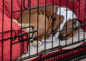 Photo of Ruby resting in her cage
