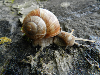 kriechende Weinbergschnecke