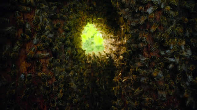 Abeilles sauvages vues depuis leur ruche dans un arbre (1)