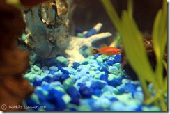 fishies05