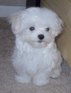 Maltese Dog Pictures