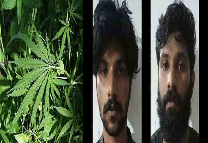 News,Kerala,State,Alappuzha,Arrested,Seized,Brothers,Local-News,Drugs, Brothers arrested with cannabis plant and drugs