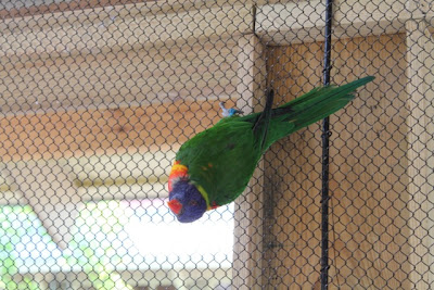 Bird hanging on fence