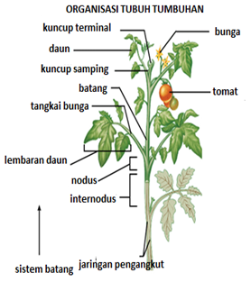 BAMBANGSUKIONOSMP3PWR STRUKTUR  DAN FUNGSI ORGAN TUMBUHAN 