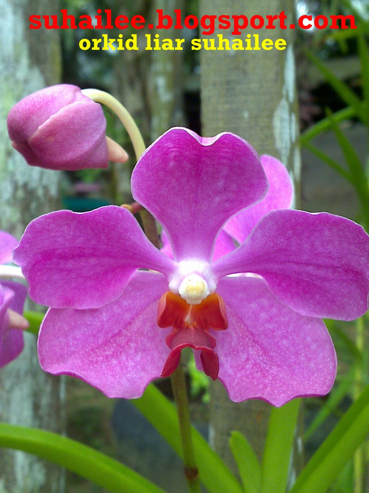 Orkid liar : bunga orkid liar
