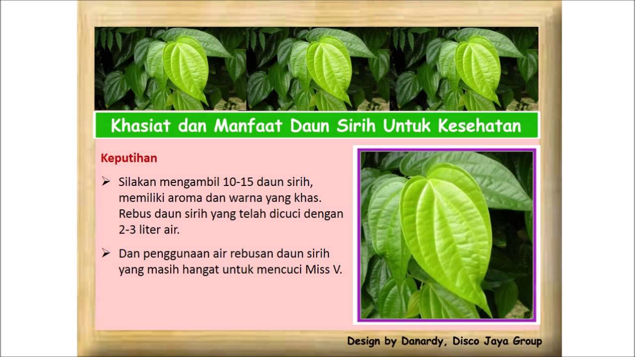 li na herbs: khasiat dan manfaat daun sirih - manfaat daun sirih