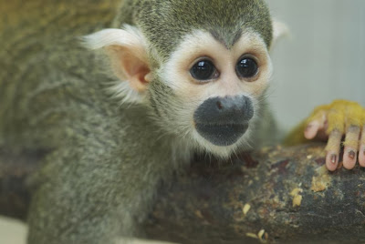 Monkeys 'understand' rules underlying language musicality