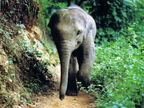 Masai Mara National Park Wild Animals Elephant