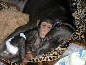 baby chimpanzee adopted by dog, cute baby chimp, dog adopted baby monkey