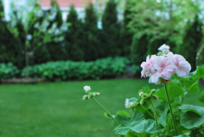 Mårbackan pelargoni