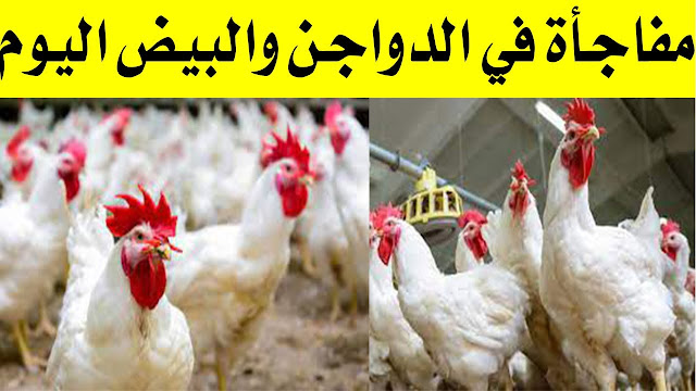 خزني الفراخ دلوقتي احسن متلجئ للمجمد ... أسعار الدواجن والبيض اليوم الجمعه 6 أكتوبر