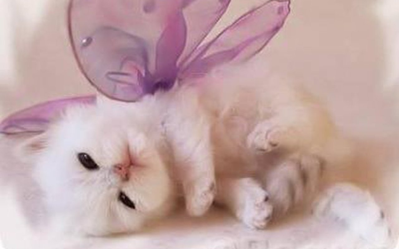 Foto Lucu Bergerak Kucing Terlengkap Display Picture Unik