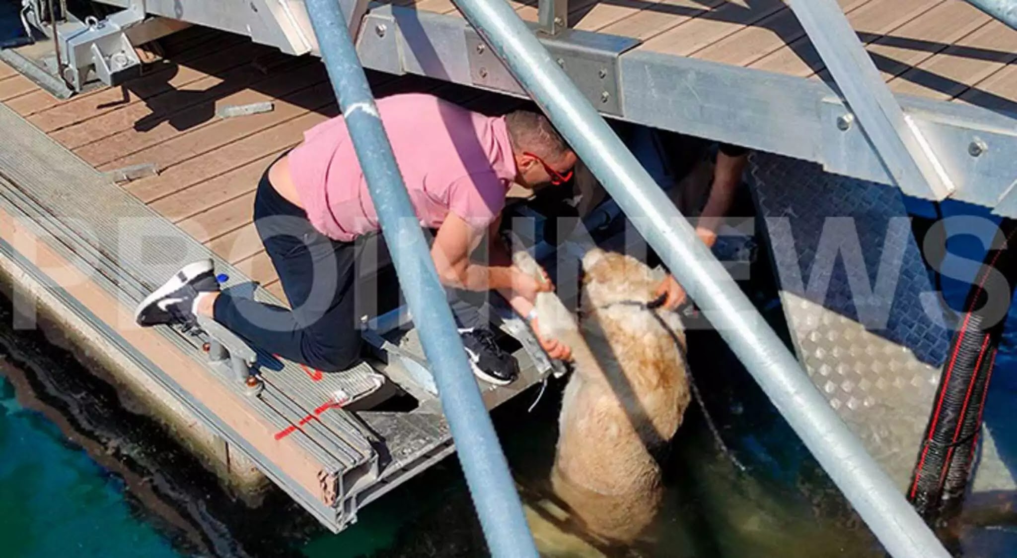Απίστευτο περιστατικό στην Καβάλα – Κλώτσησε σκύλο και τον έριξε στη θάλασσα