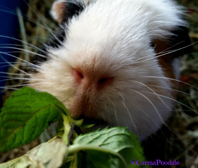 Guinea Pig nibbling on mint leaves