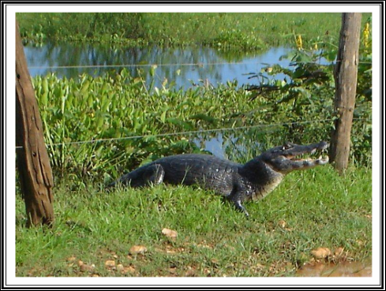 A-BELEZA-DO-PANTANAL-MATOGROSSENSE