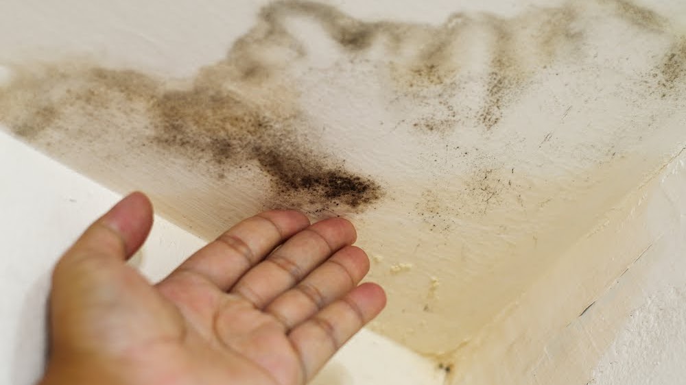 Mold Growth, Assessment, And Remediation - House With Mold