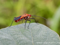 Cabaran photoshoot macro dengan DSLR 