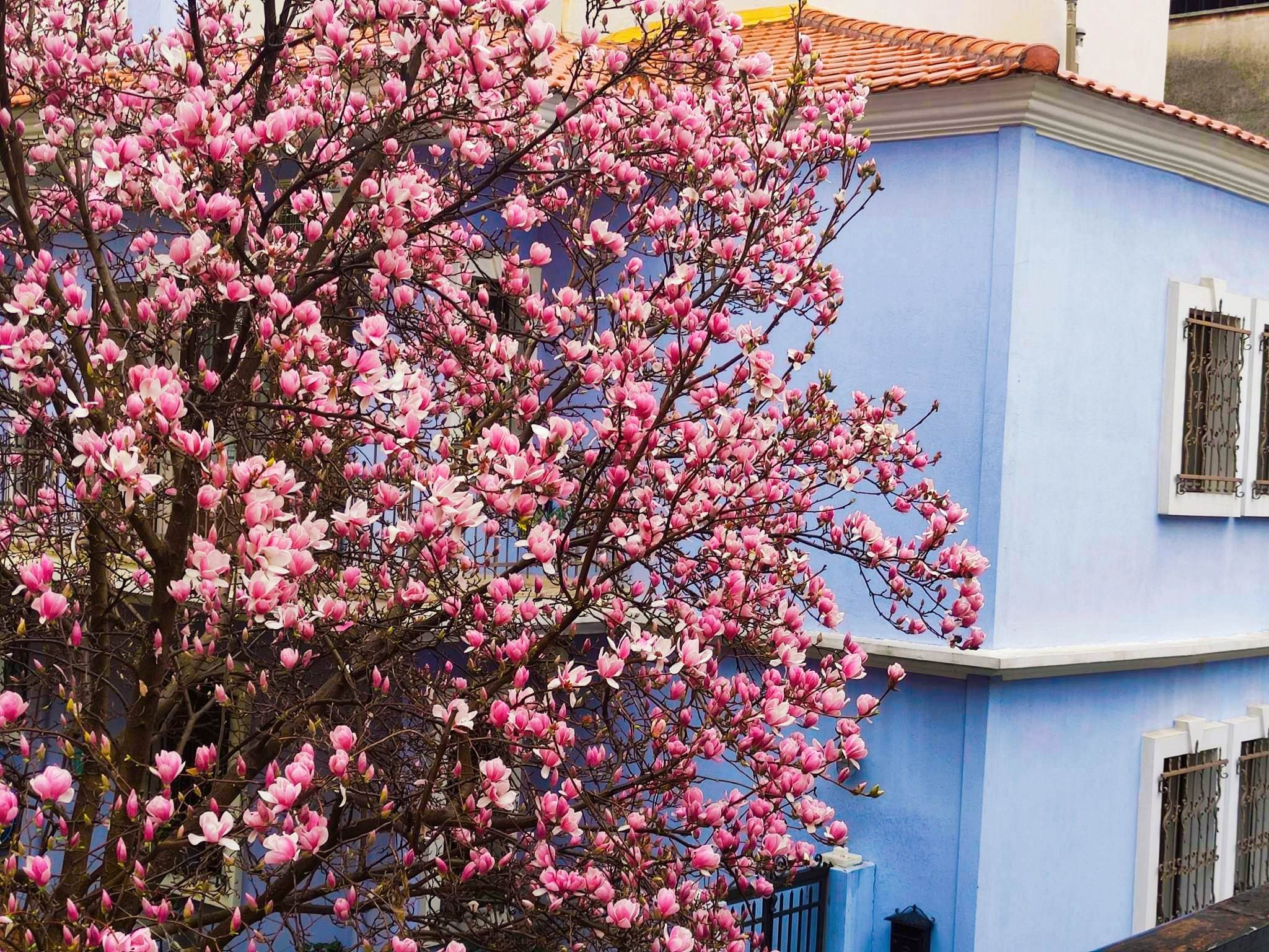 Η ανθισμένη μανόλια που δίνει χρώμα σε μια γειτονιά της Ξάνθης