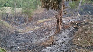 QUEMAN BOSQUES EN LA PROVINCIA DAJABÓN PARA APROVECHAR TERRENOS Y ARBOLES ¨PRIMERA PARTE¨