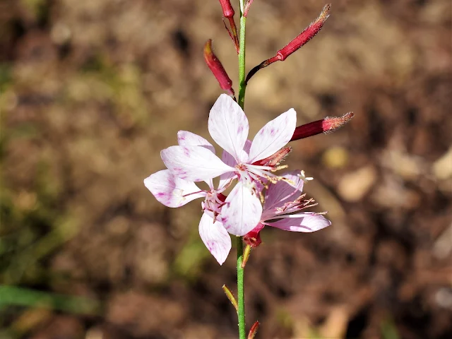 Gaura ou Gaura lindheimeri Gaura-branca, Gaura-rosa, Moita-borboleta, Vela-da-pradaria, Vela-esplendor