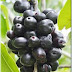 நாவல் பழத்தின் நன்மைகள் benefits of jamun fruit