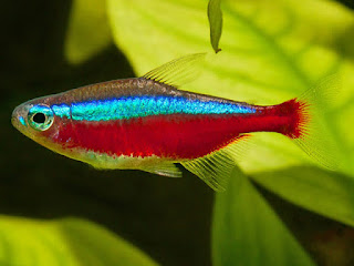 Cardinal Tetra Fish Pictures