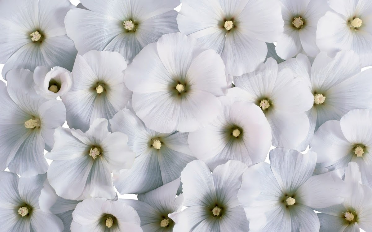 White Flowers Widescreen HD Wallpaper