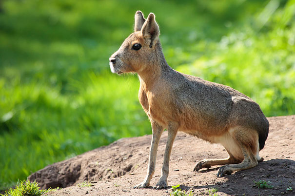 Patagonian Mara