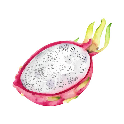 Pencil Sketch and Free Cartoon Images of Dragon Fruit