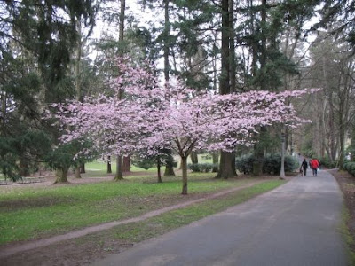 Cherry tree blossoms in full