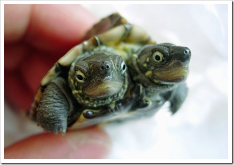 2-headed-turtle