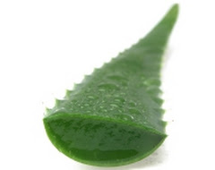 Aloe vera for acne treatment