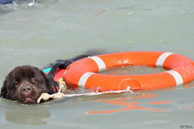 Chiot Terre-Neuve sauveteur aquatique né le 09/04 la photo est prise le 04/06/2017 photographe JD Amet à Vouglans