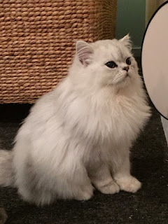 Maison de Moggy | Cats | Edinburgh |  Cat Cafe