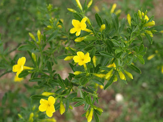 Jazmín silvestre (Jasminum fruticans)