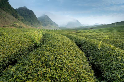 Tea Suppliers India Dhanvate Tea