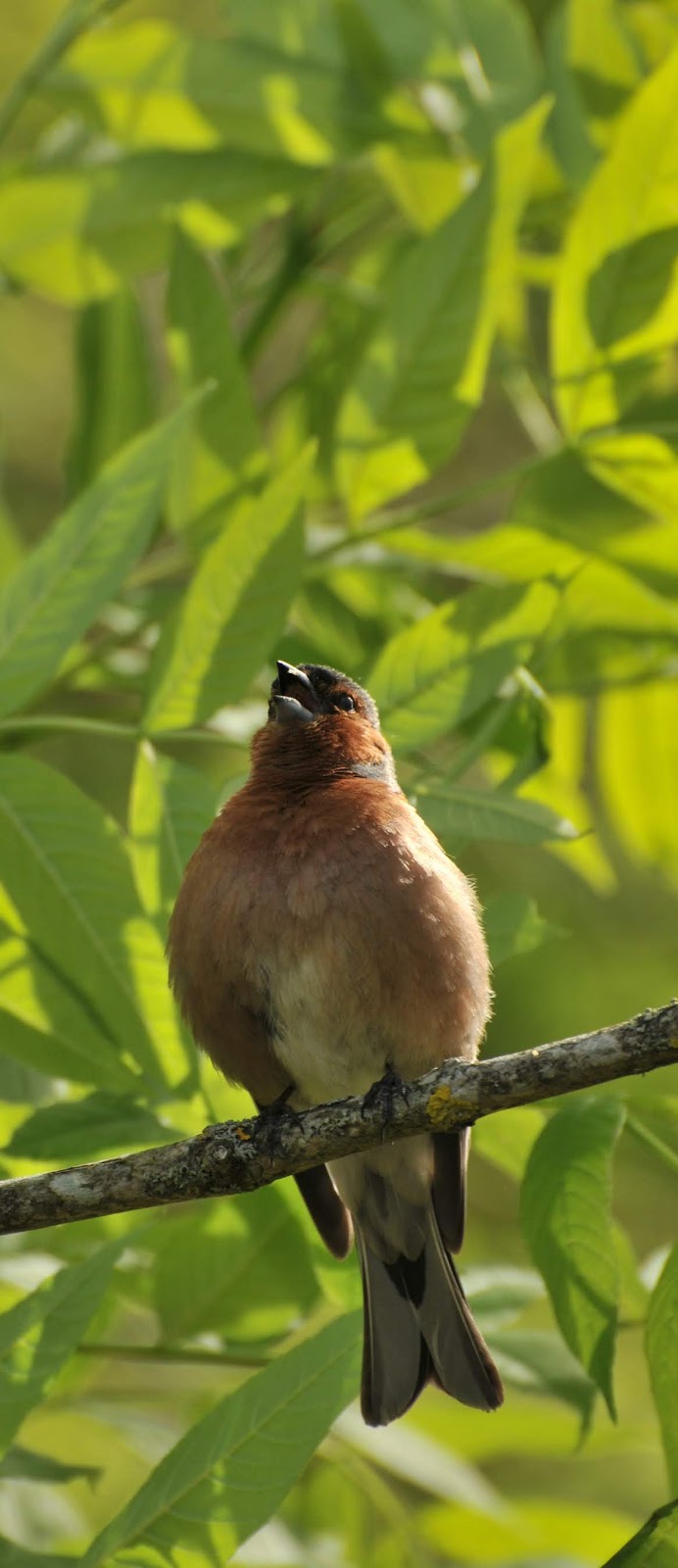 Picture of a chaffinch.