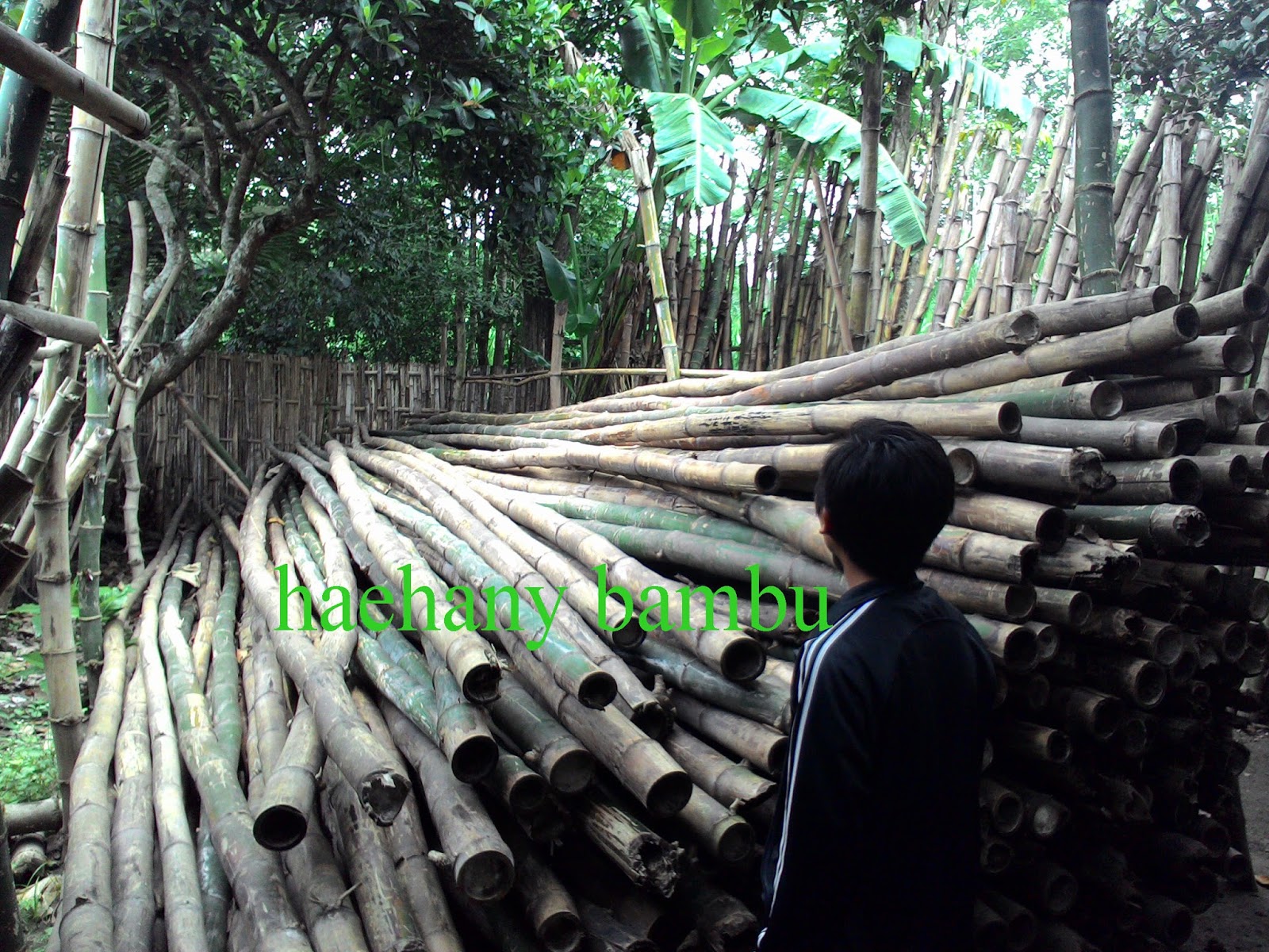 haehany jualan jual  bambu  surabaya